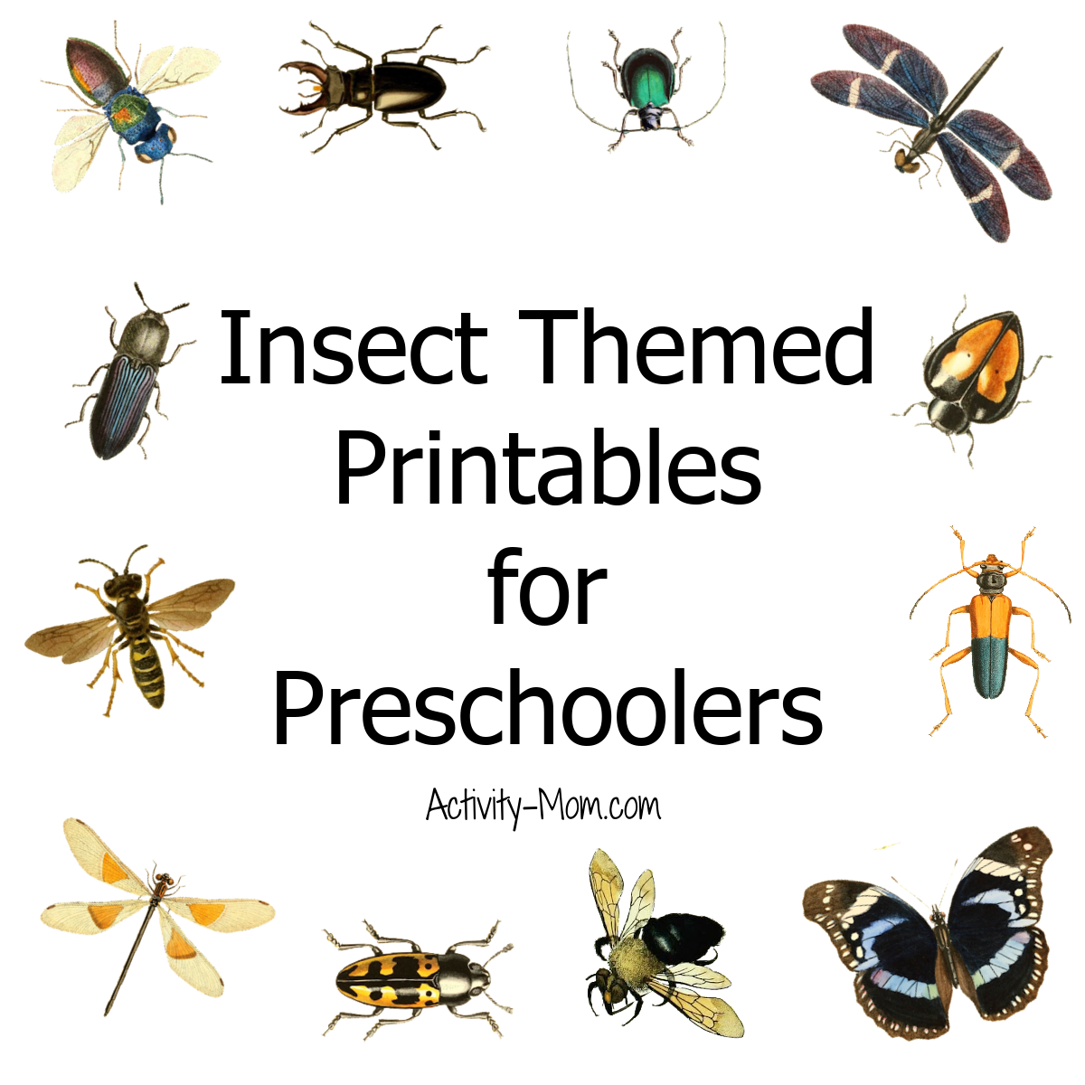 Free Preschool Insect Theme Printables And Activities The 