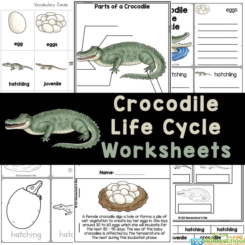 FREE Printable Lifecycle Of A Crocodile Worksheets For Elementary
