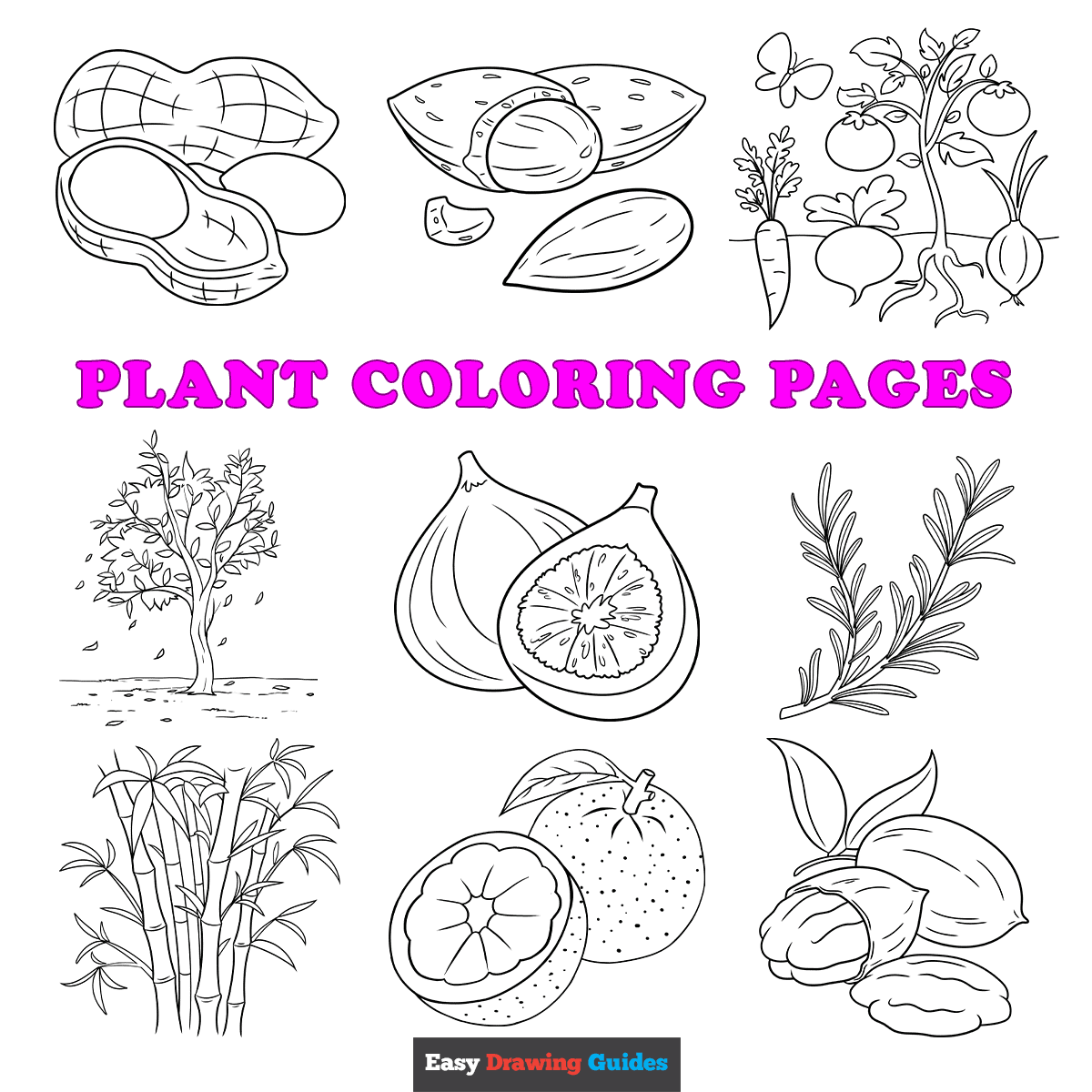 Free Printable Plant Coloring Pages For Kids