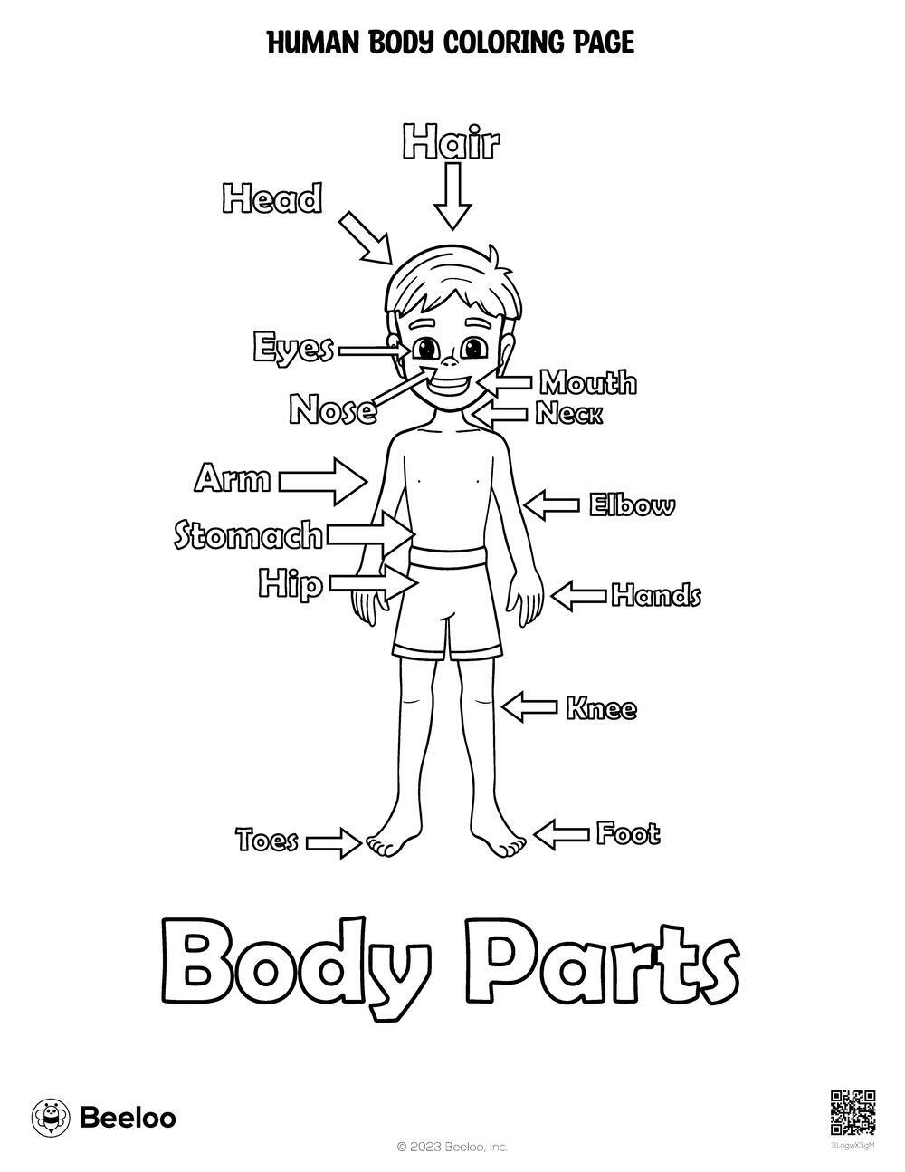 Human Body themed Coloring Pages Beeloo Printable Crafts And 