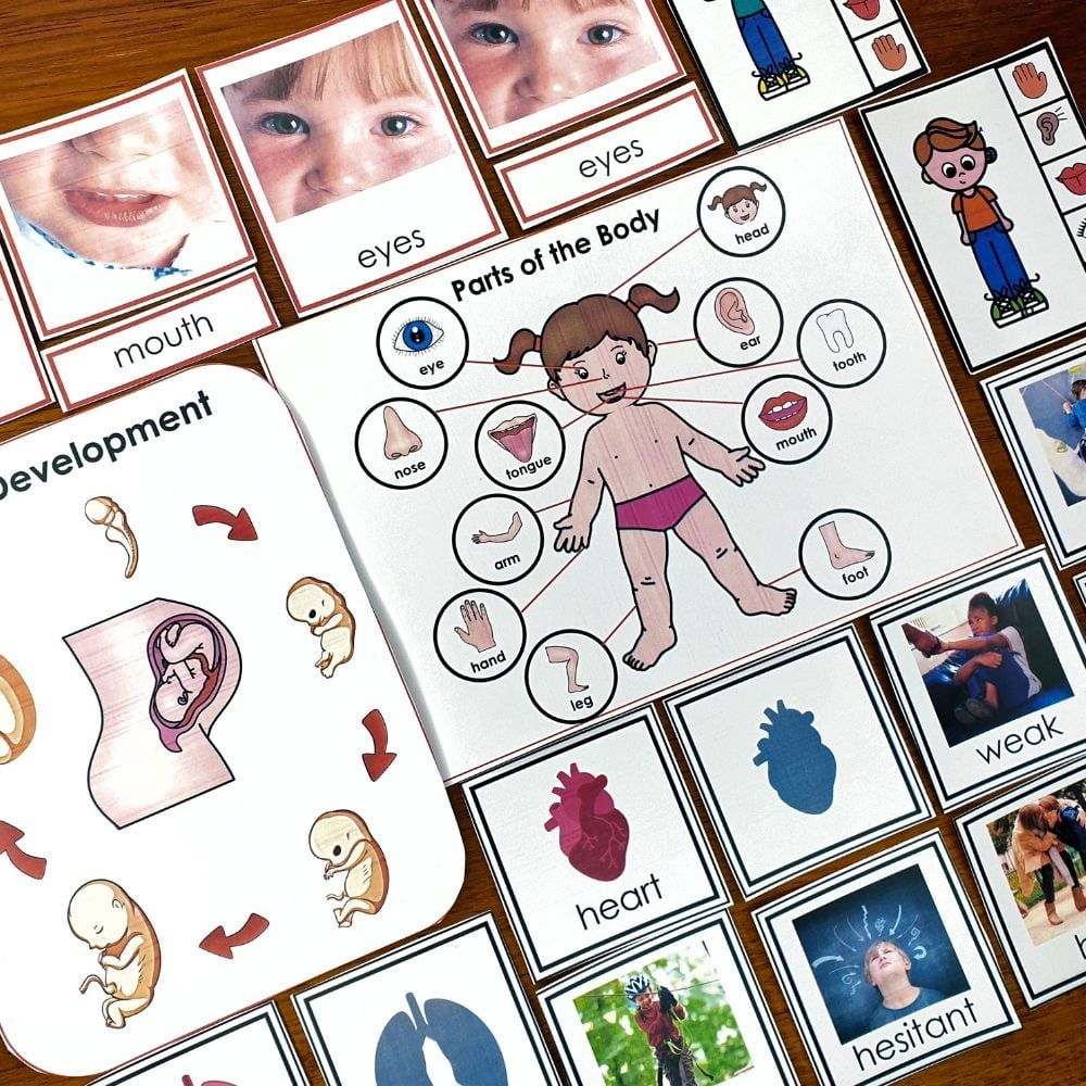Our Amazing Human Body Activity Pack Parts Of The Body 3 Part 