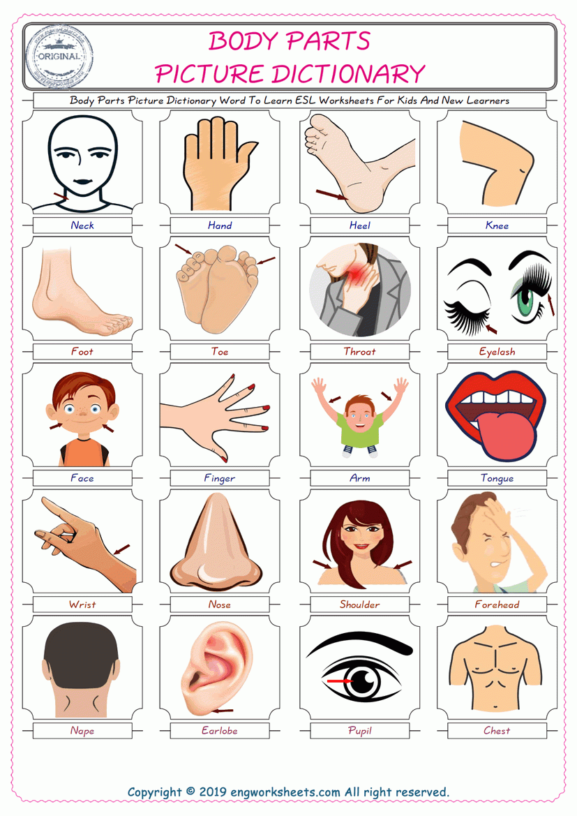 Parts Of The Body Free Worksheet SKOOLGO Worksheets Library