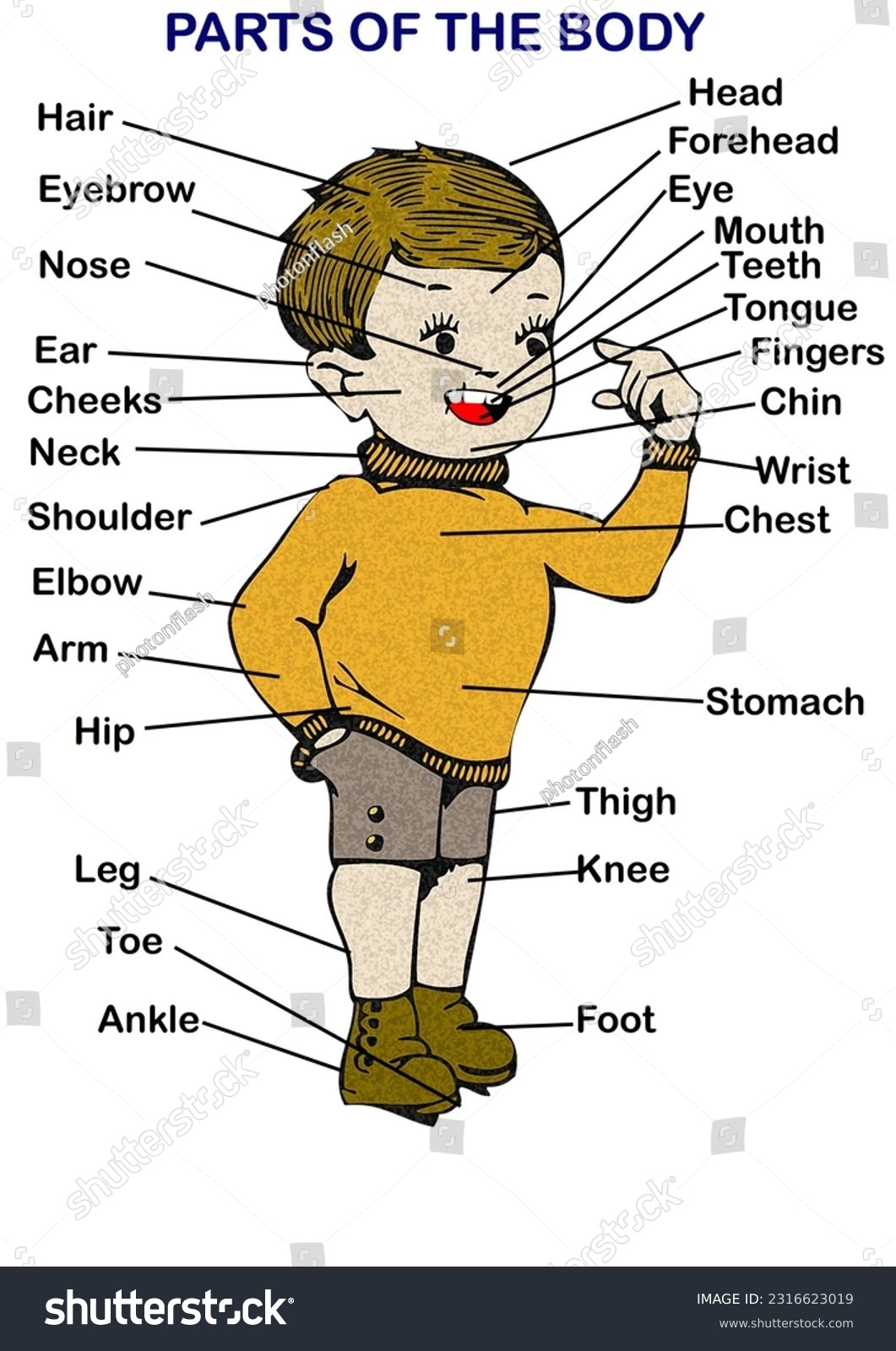 Printable Parts Body Names Chart Kids Stock Illustration 