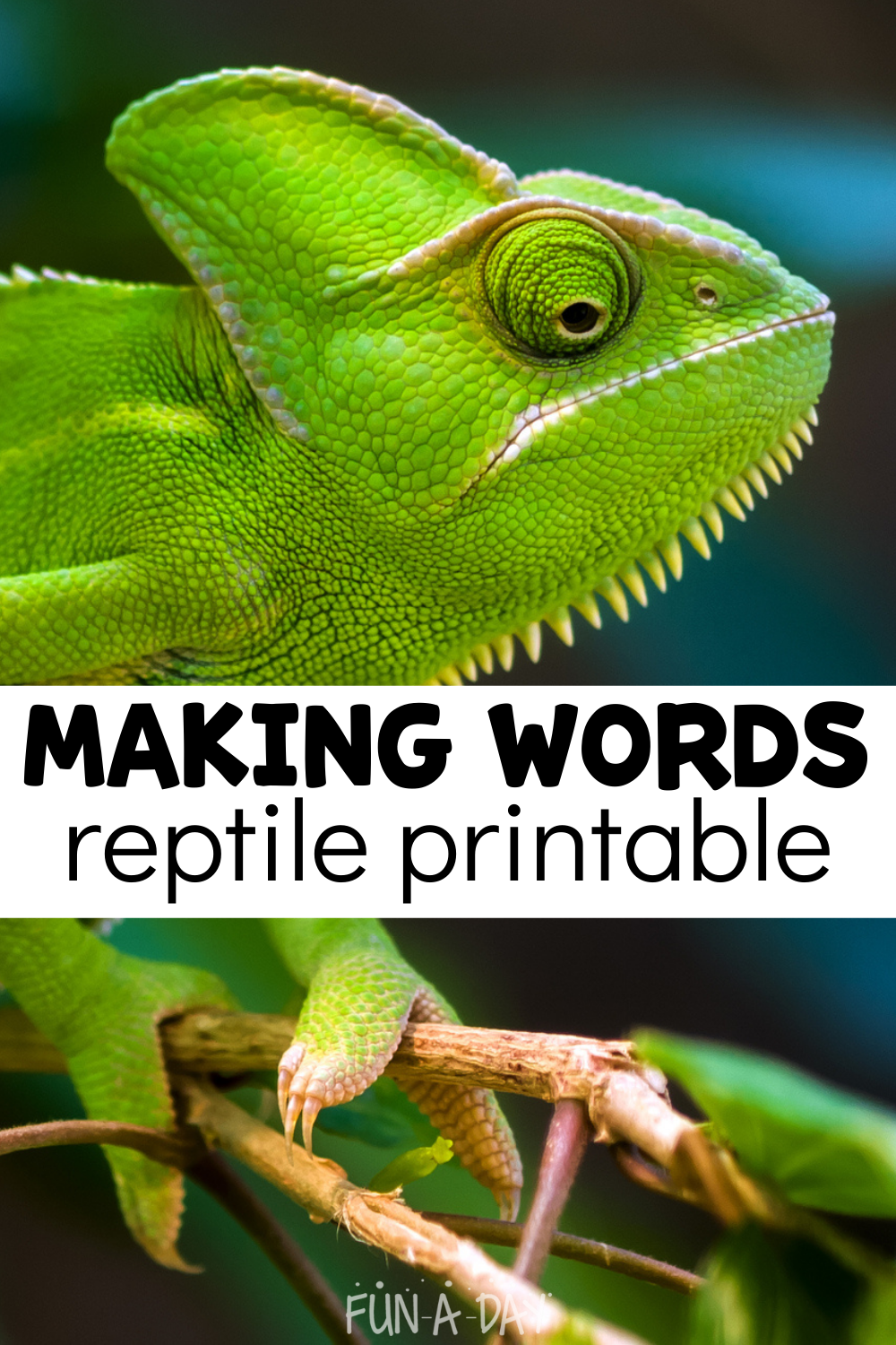 Printable Reptile Activities For Preschoolers