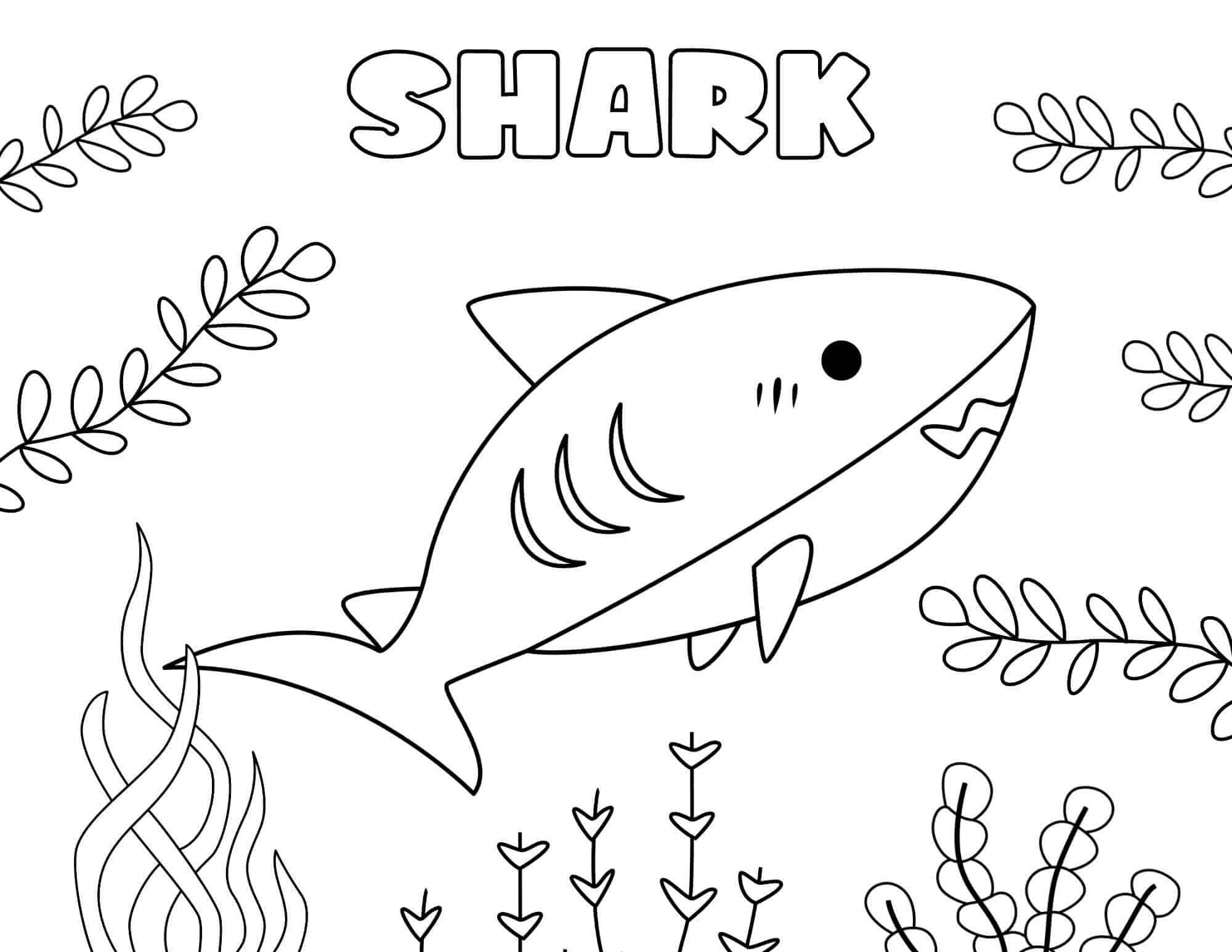 Shark Preschool Coloring Page Download Print Or Color Online For Free