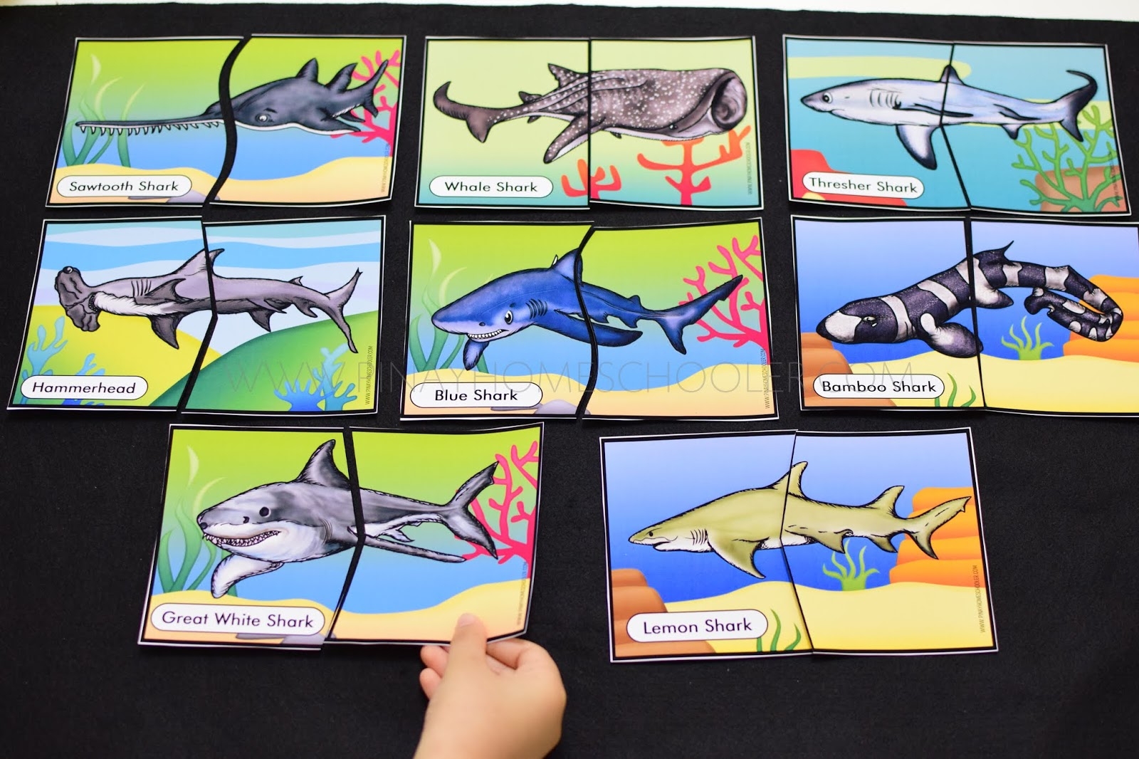 Sharks Preschool Mini Unit The Pinay Homeschooler