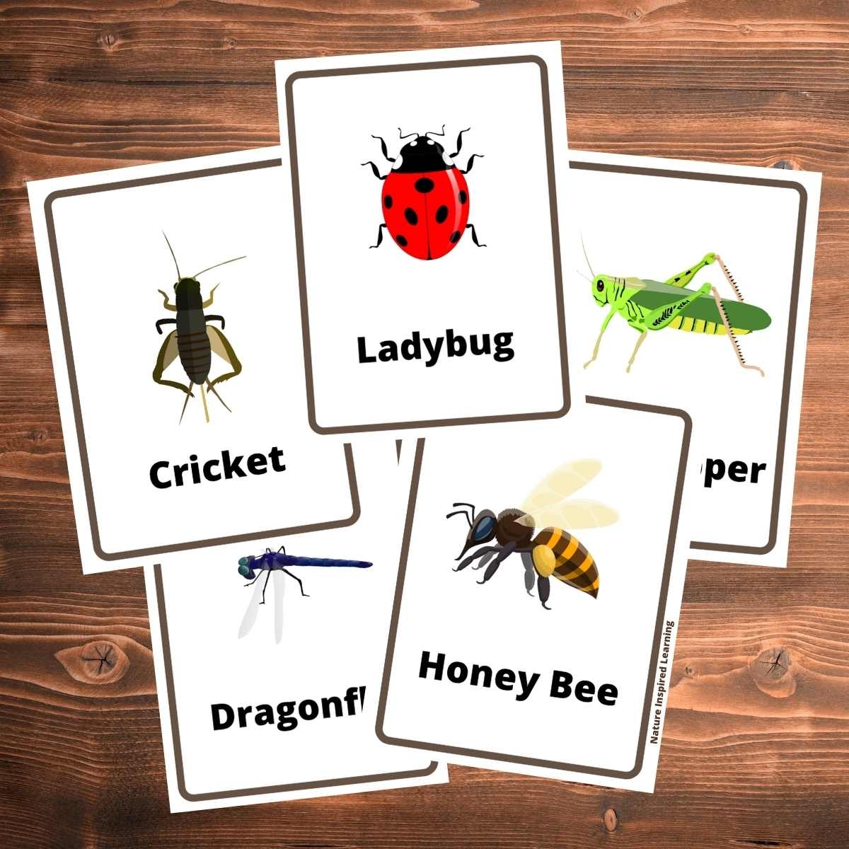 The Best Insect Flashcards Nature Inspired Learning